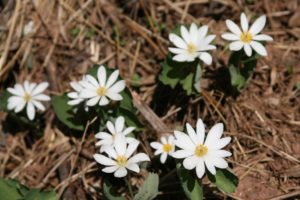 bloodroot