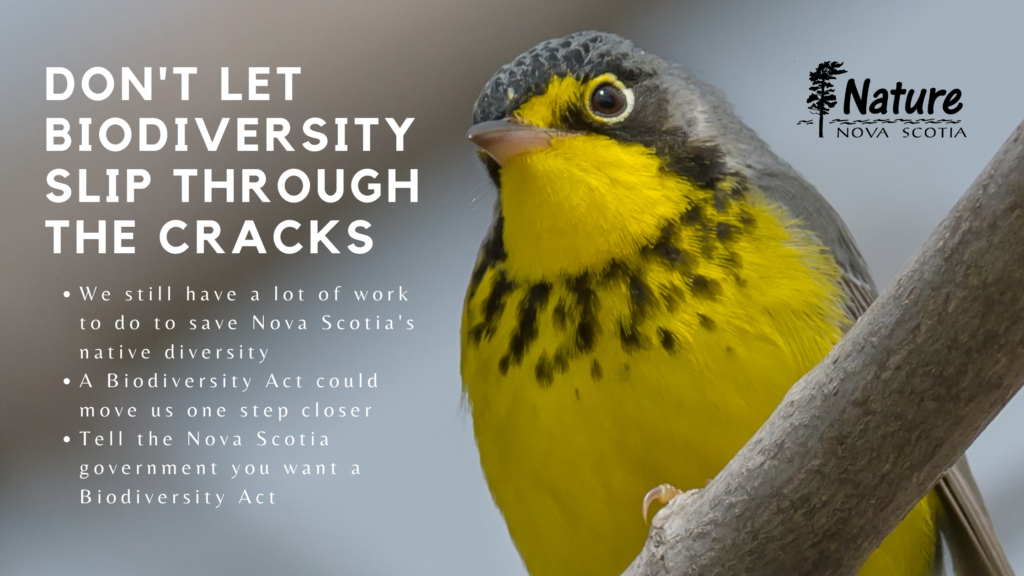 Nova Scotia Once Again Close to Enacting Biodiversity Legislation. Don’t Let it Slip through the Cracks!