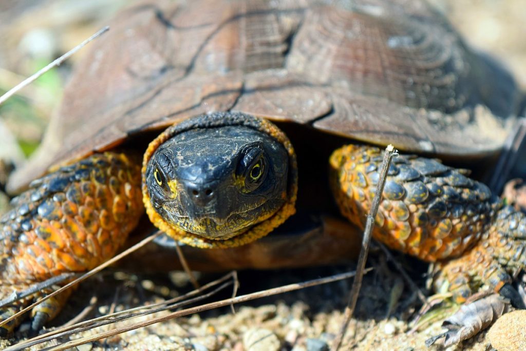 An Update on the Wood Turtle: Progress for Species At Risk in NS ...