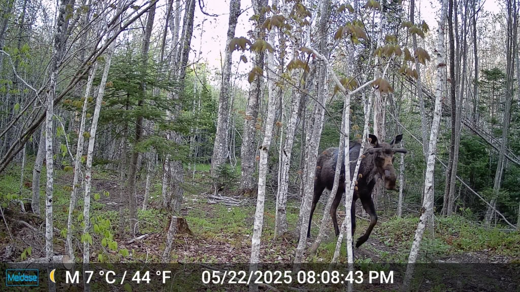mainland moose 1