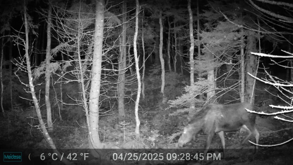 mainland moose 2