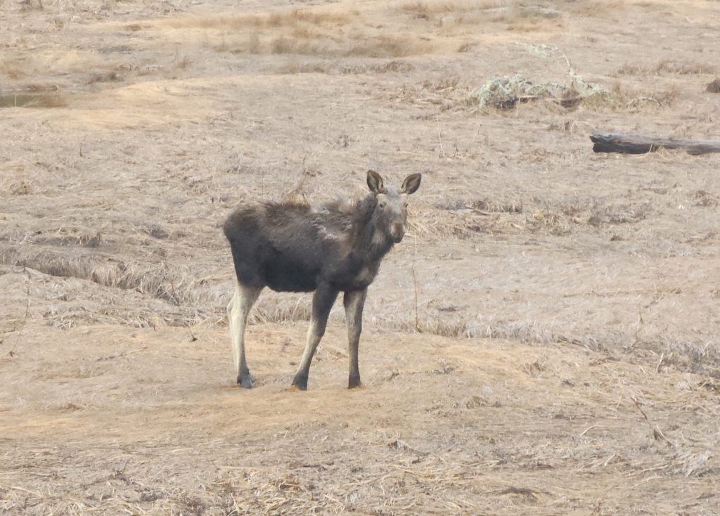 mainland moose 3
